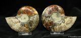 Beatiful Inch Sliced Cleoniceras Ammonite #1281-2